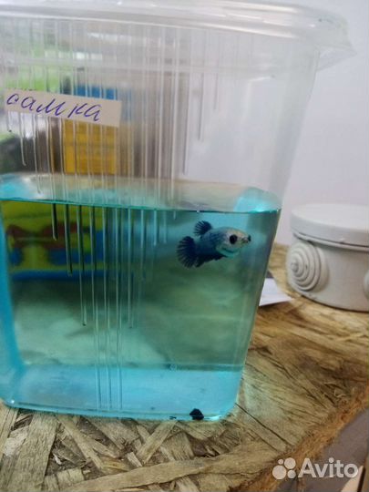 Петушок самка