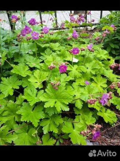 Многолетние цветы