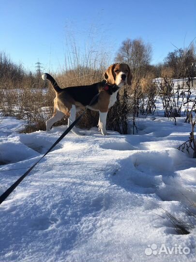 Бигль вязка