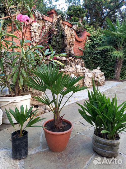 Саженцы пальм трахикарпус мартиуса