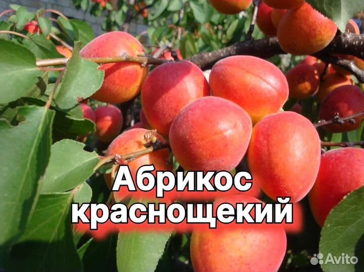 Плодовые декоративные деревья