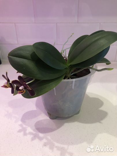 Фаленопсис Эсми