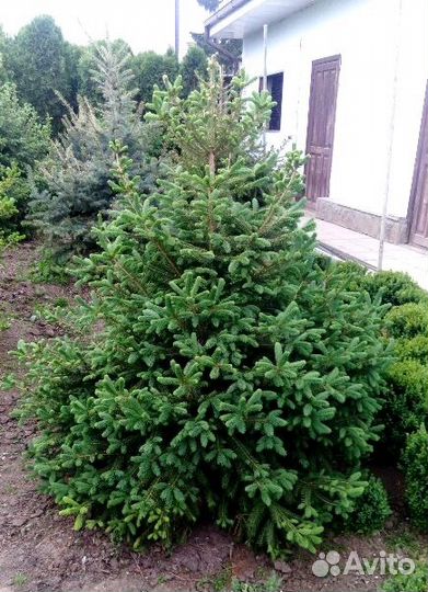 Голубые ели