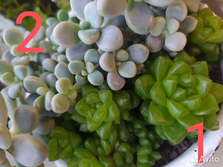 Суккуленты / комнатные растения