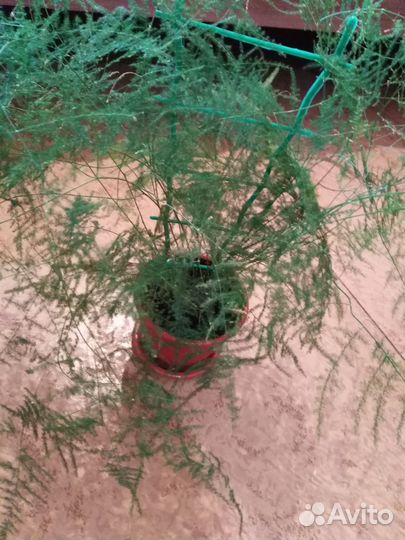 Аспарагус перистый