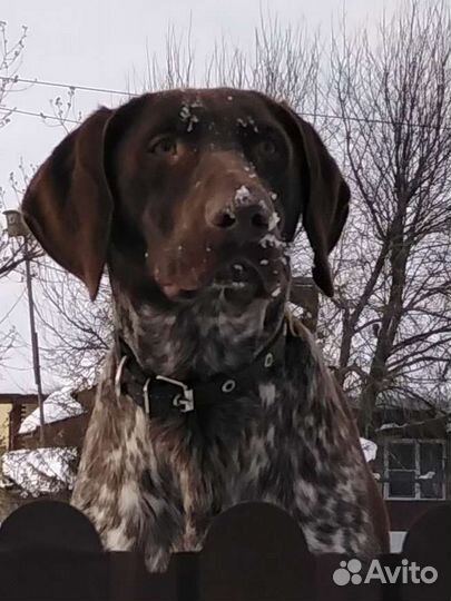 Курцхаар вязка