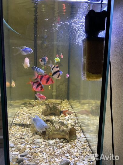 Аквариум 250 литров с тумбой