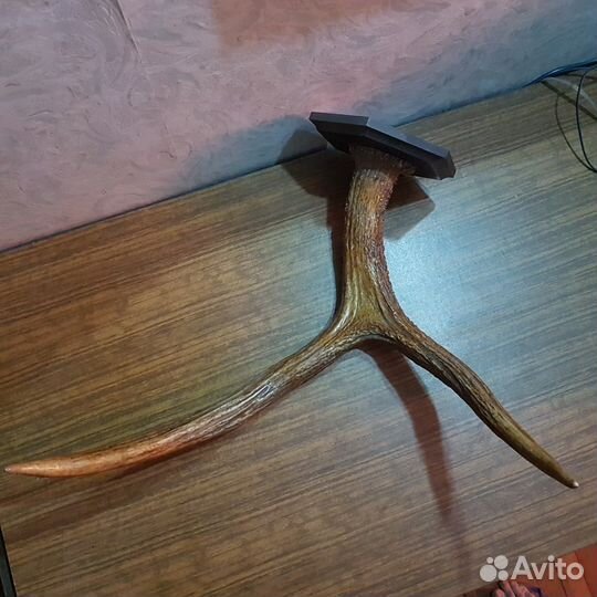 Рог лося
