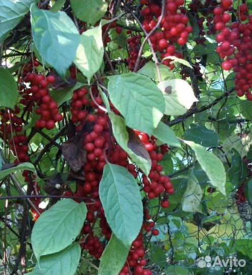 Лимонник китайский