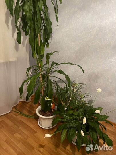 Комнатные растения