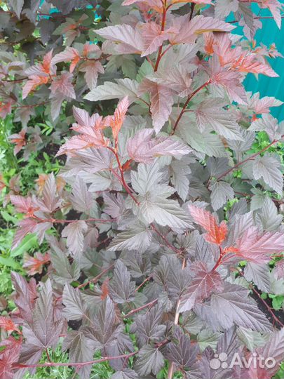 Пузыреплодник