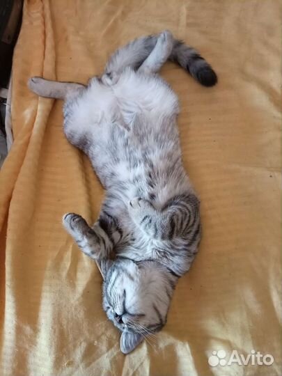 Очень ласковый полосатик. Метис