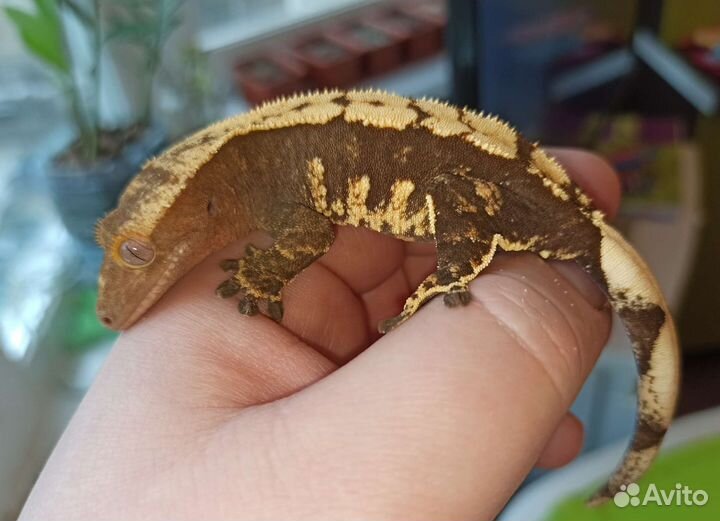 Реснитчатые бананоеды самки, самцы