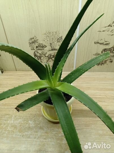 Алоэ лечебное