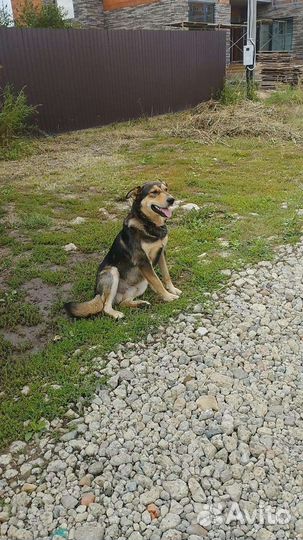 Нашли собаку. Хозяева отзовитесь