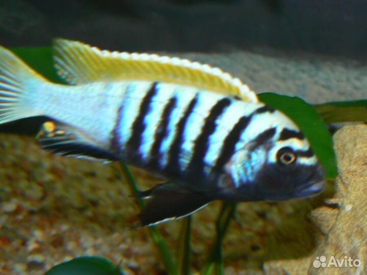 Аквариумные рыбки цихлиды молодь