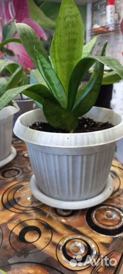 Сансевиерия