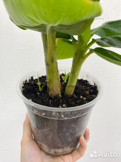 Банан комнатный