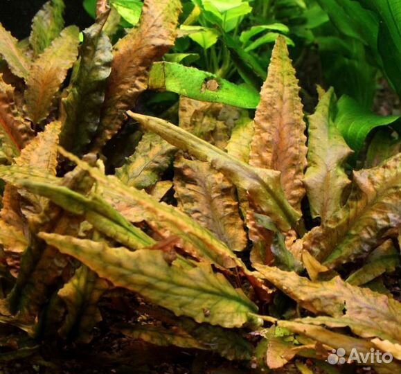 Аквариумные растения разные