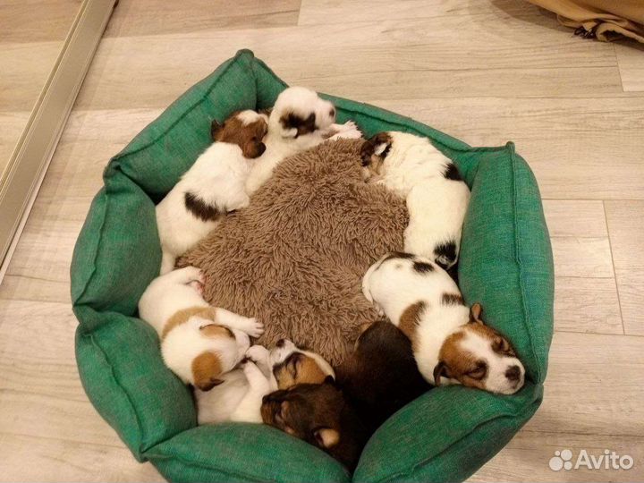 Собаки щенки джек рассел