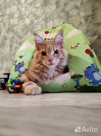 Мейн Кун осталась одна девочка