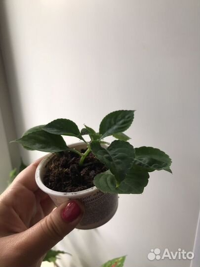 Бальзамин махровый