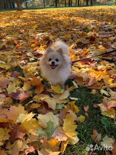 Передержка в квартире собак и кошек, грызунов