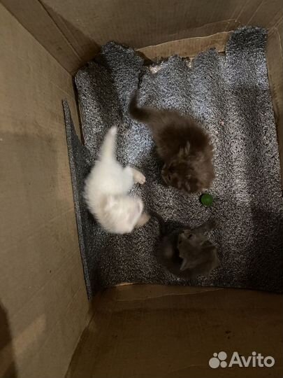 Котята в добрые руки