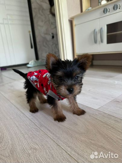 Вязка Йокширский терьер