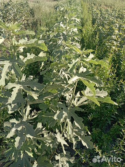 Саженцы инжира