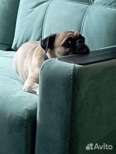 Мопс вязка мальчик