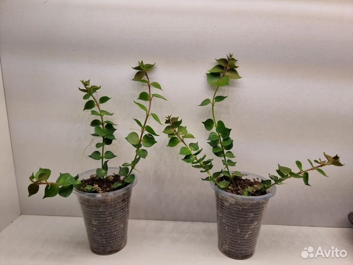 Дисхидия русифолия (миллион сердец)