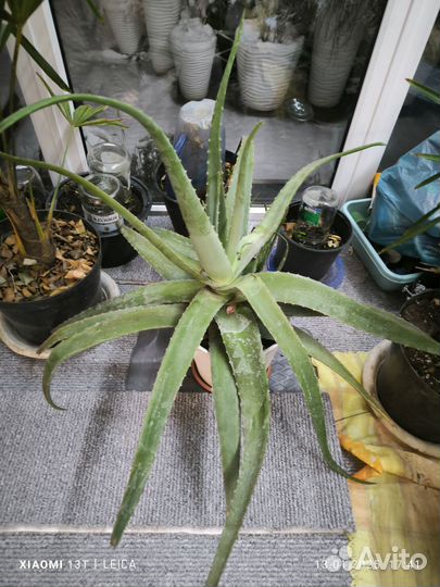 Алоэ лечебный