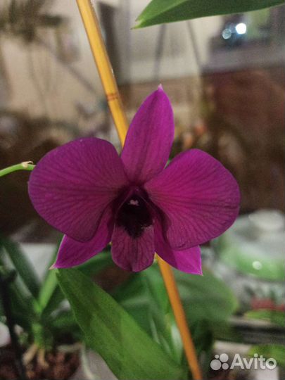 Дендрофаленопсис