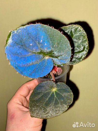 Бегония Xanthina Hook var Lazuli