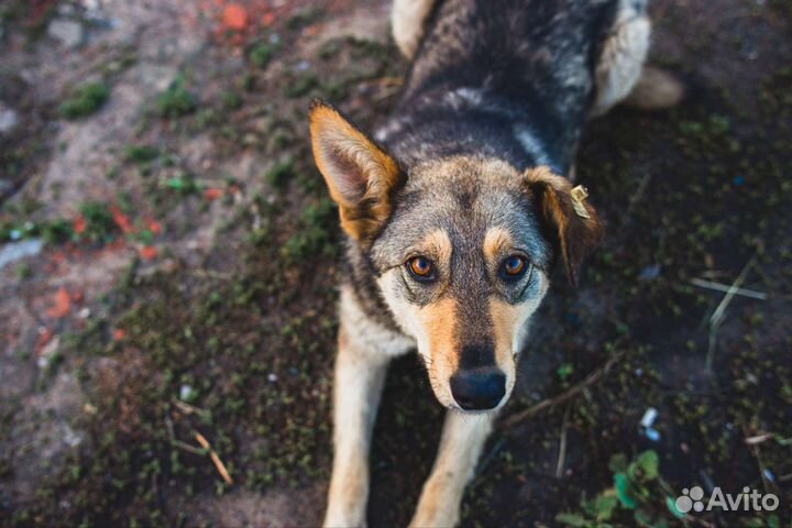 Собака в добрые руки