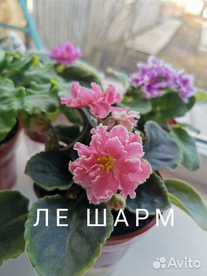 Детки фиалок