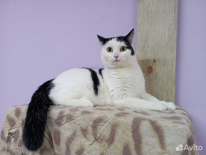 Кошка в дар