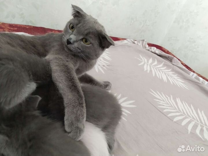 Кошка в дар бесплатно