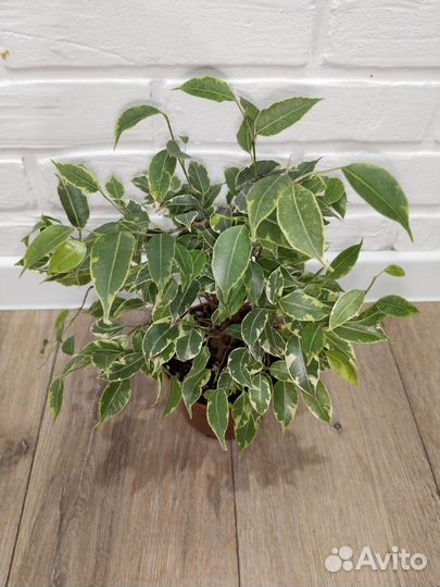 Фикус бенджамина пестролистный маленькие листики