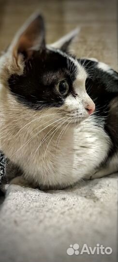 Отдам котенка в добрые руки