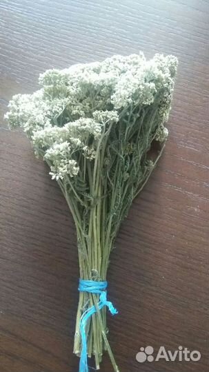 Тысячелистник