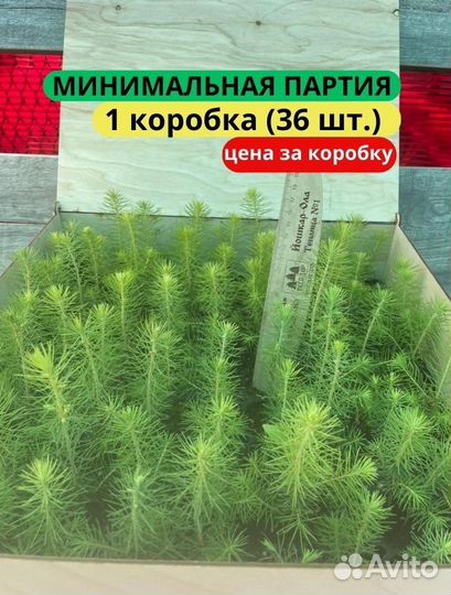 Саженцы сосны обыкновенной зкс