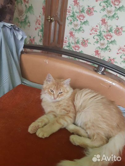 Кошка