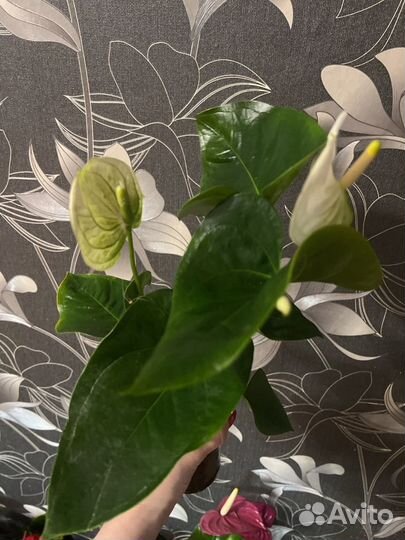Антуриум sierra уайт