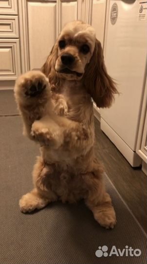 Вязка Американского кокер спаниеля