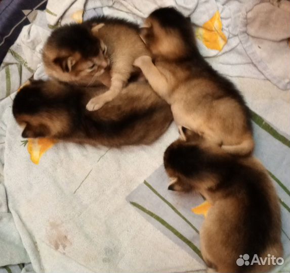 Абиссинские котята