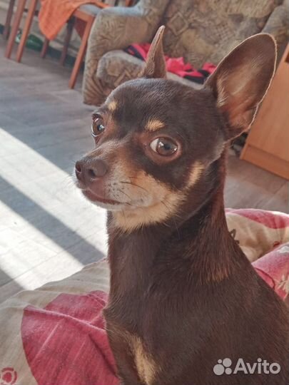 Кобель, вязка