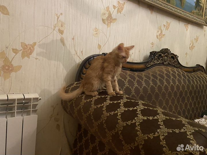 Котенок-подртсток