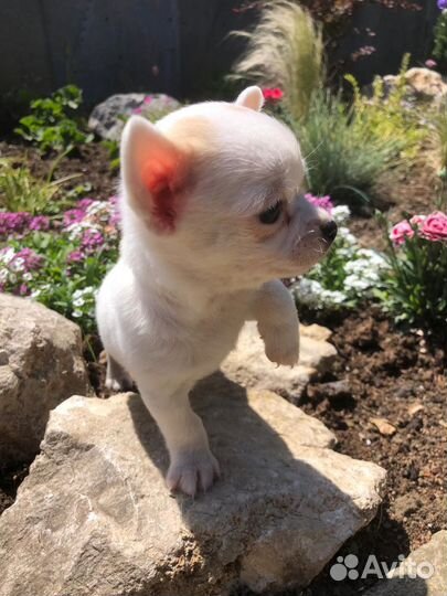 Чихуахуа мини мальчик